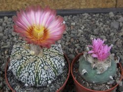 Astrophytum Super Kabuto X red flower oibo, pot 6,5 cm - 12412800
