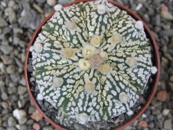 Astrophytum Super Kabuto X red flower oibo, pot 6,5 cm - 12412802