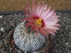 Astrophytum Super Kabuto X red flower oibo, pot 8 cm - 12412804