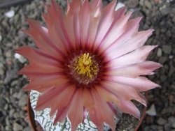 Astrophytum Super Kabuto X red flower oibo, pot 8 cm