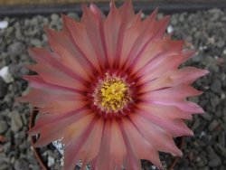 Astrophytum Super Kabuto X red flower oibo, pot 8 cm - 12412806