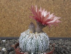 Astrophytum Super Kabuto X red flower oibo, pot 8 cm - 12412807