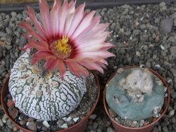 Astrophytum Super Kabuto X red flower oibo, pot 8 cm - 12412809