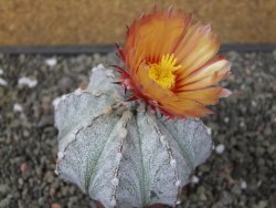 Astrophytum coahuilense X red flower oibo, pot 6,5 cm - 12412812
