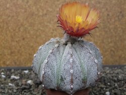 Astrophytum coahuilense X red flower oibo, pot 6,5 cm - 12412816