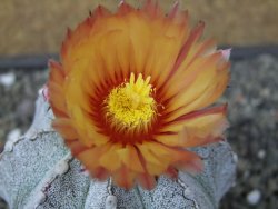 Astrophytum coahuilense X red flower oibo, pot 6,5 cm - 12412817