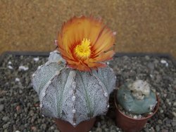 Astrophytum coahuilense X red flower oibo, pot 6,5 cm - 12412818