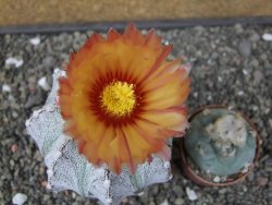 Astrophytum coahuilense X red flower oibo, pot 6,5 cm - 12412819