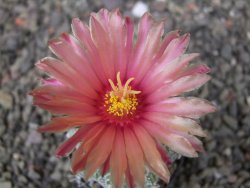 Astrophytum niveum X red flower oibo, pot 5,5 cm - 12412821