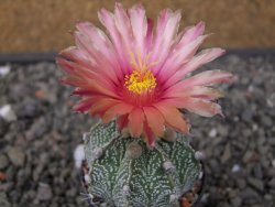 Astrophytum niveum X red flower oibo, pot 5,5 cm - 12412822