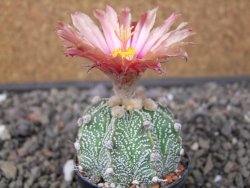 Astrophytum niveum X red flower oibo, pot 5,5 cm - 12412823