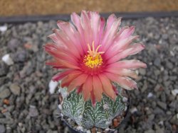 Astrophytum niveum X red flower oibo, pot 5,5 cm - 12412824