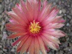 Astrophytum niveum X red flower oibo, pot 5,5 cm - 12412825