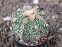 Astrophytum niveum X red flower oibo, pot 5,5 cm - 12412826