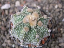 Astrophytum niveum X red flower oibo, pot 5,5 cm - 12412827