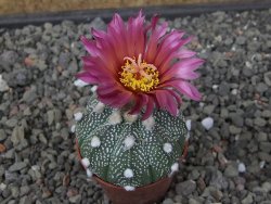 Astrophytum capricorne X red flower oibo, pot 5,5 cm - 12412829
