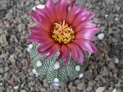 Astrophytum capricorne X red flower oibo, pot 5,5 cm - 12412830