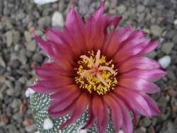 Astrophytum capricorne X red flower oibo, pot 5,5 cm - 12412831