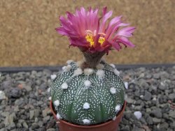 Astrophytum capricorne X red flower oibo, pot 5,5 cm - 12412832