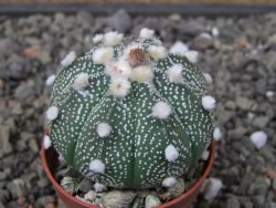 Astrophytum capricorne X red flower oibo, pot 5,5 cm - 12412833