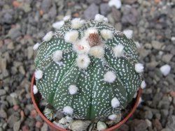Astrophytum capricorne X red flower oibo, pot 5,5 cm - 12412834
