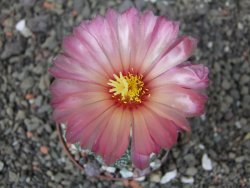 Astrophytum capricorne X red flower oibo, pot 6,5 cm - 12412836