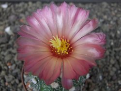 Astrophytum capricorne X red flower oibo, pot 6,5 cm - 12412837