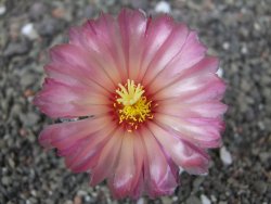 Astrophytum capricorne X red flower oibo, pot 6,5 cm - 12412838