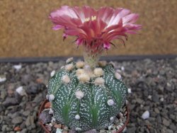 Astrophytum capricorne X red flower oibo, pot 6,5 cm - 12412839