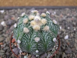 Astrophytum capricorne X red flower oibo, pot 6,5 cm - 12412840