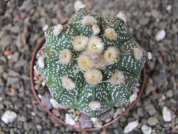 Astrophytum capricorne X red flower oibo, pot 6,5 cm - 12412841