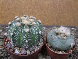 Astrophytum capricorne X red flower oibo, pot 6,5 cm - 12412842