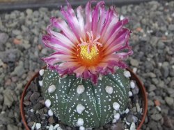 Astrophytum asterias X akabana oibo, květináč 8 cm - 12412844