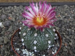 Astrophytum asterias X akabana oibo, květináč 8 cm - 12412845