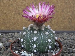 Astrophytum asterias X akabana oibo, květináč 8 cm - 12412846
