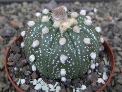 Astrophytum asterias X akabana oibo, květináč 8 cm - 12412847