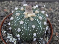 Astrophytum asterias X akabana oibo, květináč 8 cm - 12412848