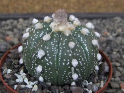 Astrophytum asterias X akabana oibo, květináč 8 cm - 12412849