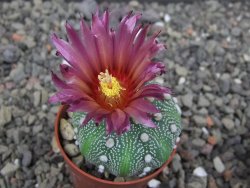Astrophytum asterias X akabana oibo, květináč 5,5 cm