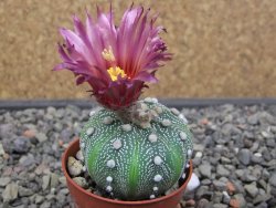 Astrophytum asterias X akabana oibo, květináč 5,5 cm - 12412852