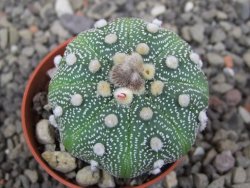 Astrophytum asterias X akabana oibo, květináč 5,5 cm - 12412854