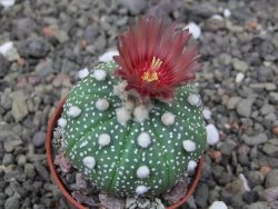 Astrophytum asterias X akabana oibo, květináč 5,5 cm