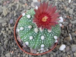 Astrophytum asterias X akabana oibo, květináč 5,5 cm - 12412856