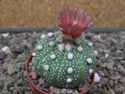 Astrophytum asterias X akabana oibo, květináč 5,5 cm - 12412857