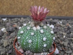 Astrophytum asterias X akabana oibo, květináč 5,5 cm - 12412858