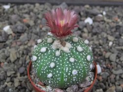 Astrophytum asterias X akabana oibo, květináč 5,5 cm - 12412859