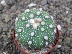 Astrophytum asterias X akabana oibo, květináč 5,5 cm - 12412860