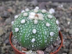 Astrophytum asterias X akabana oibo, květináč 5,5 cm - 12412861