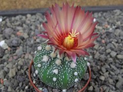 Astrophytum asterias X akabana oibo, květináč 5,5 cm