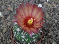 Astrophytum asterias X akabana oibo, květináč 5,5 cm - 12412863